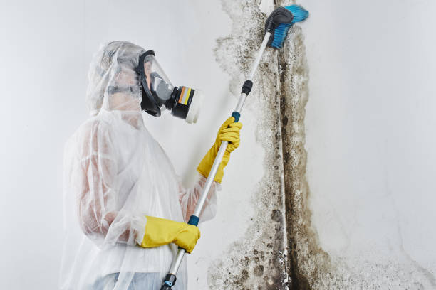 Best Black Mold Removal  in Falmouth Foreside, ME