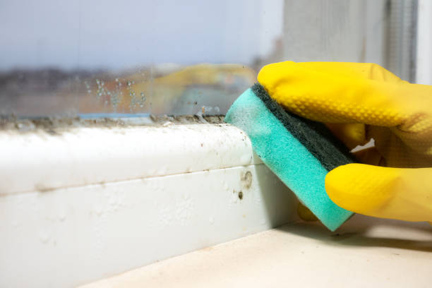 Best Affordable Mold Removal  in Falmouth Foreside, ME