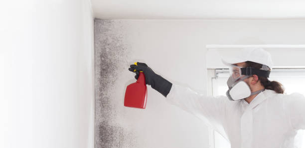 Best Office Mold Removal Services  in Falmouth Foreside, ME