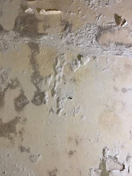 Best Affordable Mold Removal  in Falmouth Foreside, ME