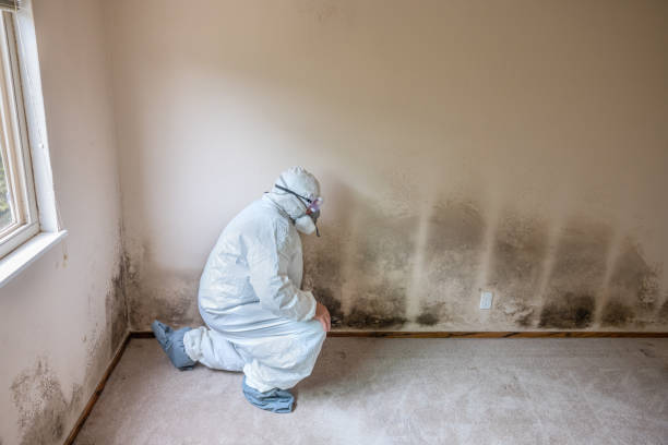 Office Mold Removal Services in Falmouth Foreside, ME